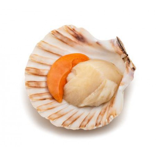 SFSH40026 [1/2 SHELL SCALLOP 9-10CM] 1/2 SHELL SCALLOP 9-10 CM