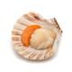 SFSH40026 [1/2 SHELL SCALLOP 9-10CM] 1/2 SHELL SCALLOP 9-10 CM
