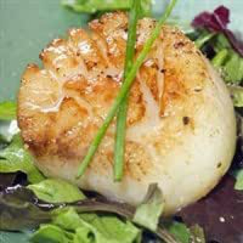 SFSH40081 [SEA SCALLOP-U10] SEA SCALLOP U10