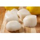 SFSH40041 [SEA SCALLOP-20/30] SEA SCALLOP, SIZE : 20-30