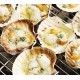SFSH40026 [1/2 SHELL SCALLOP 9-10CM] 1/2 SHELL SCALLOP 9-10 CM