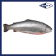 SFCH10018 [TROUT-3/4] FRESH TROUT SIZE : 3-4KG