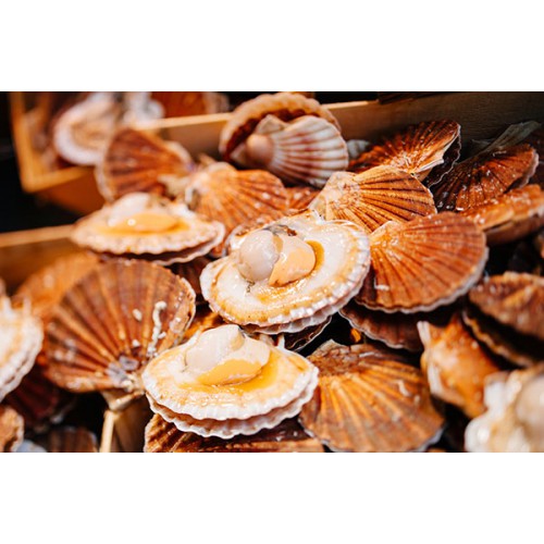 SFSH40026 [1/2 SHELL SCALLOP 9-10CM] 1/2 SHELL SCALLOP 9-10 CM