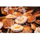 SFSH40026 [1/2 SHELL SCALLOP 9-10CM] 1/2 SHELL SCALLOP 9-10 CM